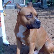 Amerikansk staffordshire terrier Simba R.i.p