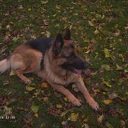 Schæferhund Janki Zarko R.I.P