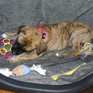 Blanding af racer Calina