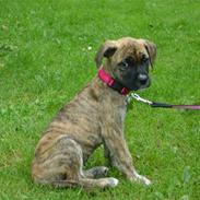 Blanding af racer Calina