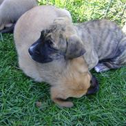 Blanding af racer Calina