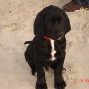 Blanding af racer Ozzy