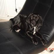 Blanding af racer Ozzy