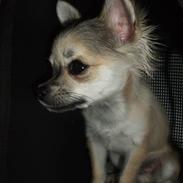 Chihuahua Filuu