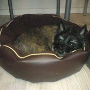 Cairn terrier Mille