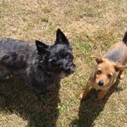 Cairn terrier Mille