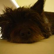 Cairn terrier Mille