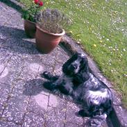 Cocker spaniel Your Turn Quickstep