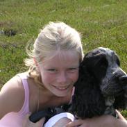 Cocker spaniel Your Turn Quickstep