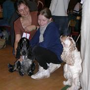 Cocker spaniel Your Turn Quickstep