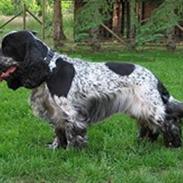 Cocker spaniel Your Turn Quickstep
