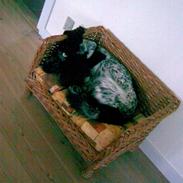 Cocker spaniel Your Turn Quickstep