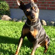 Dvaergpinscher King (2003 - 2016)