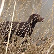 Korthåret hønsehund AIKA