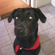 Labrador retriever Max