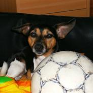 Jack russell terrier chilli