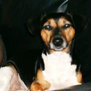 Jack russell terrier chilli