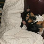 Jack russell terrier chilli