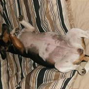 Jack russell terrier chilli