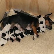 Jack russell terrier chilli