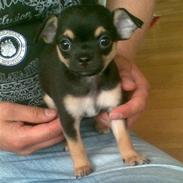 Chihuahua Herkules