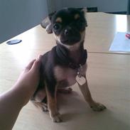 Chihuahua Herkules