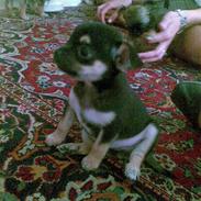 Chihuahua Herkules
