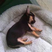 Chihuahua Herkules