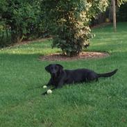Labrador retriever Max
