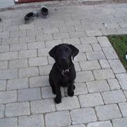 Labrador retriever Max