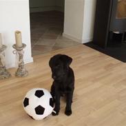 Labrador retriever Max