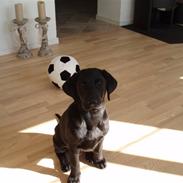 Labrador retriever Max