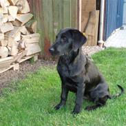 Labrador retriever Max