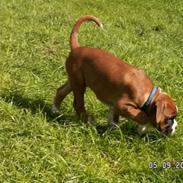 Boxer Mezzobox Bertil Ludvig