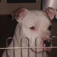 Amerikansk staffordshire terrier Noa