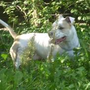 Amerikansk staffordshire terrier Noa