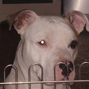 Amerikansk staffordshire terrier Noa