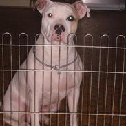 Amerikansk staffordshire terrier Noa