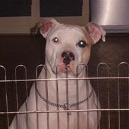 Amerikansk staffordshire terrier Noa