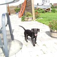 Jack russell terrier bobby