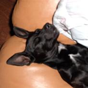 Jack russell terrier bobby