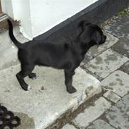 Jack russell terrier bobby