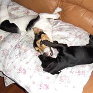 Jack russell terrier bobby