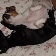 Jack russell terrier bobby