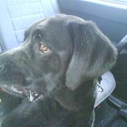 Blanding af racer Bianca..AFLEVERET