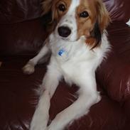 Kooikerhondje Kooijoy Carlo