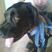 Blanding af racer Bianca..AFLEVERET