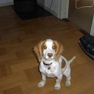 Field Trial spaniel Tessa