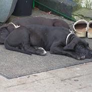 Grand danois Tiny og Otis