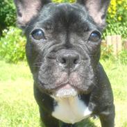 Fransk bulldog Anton